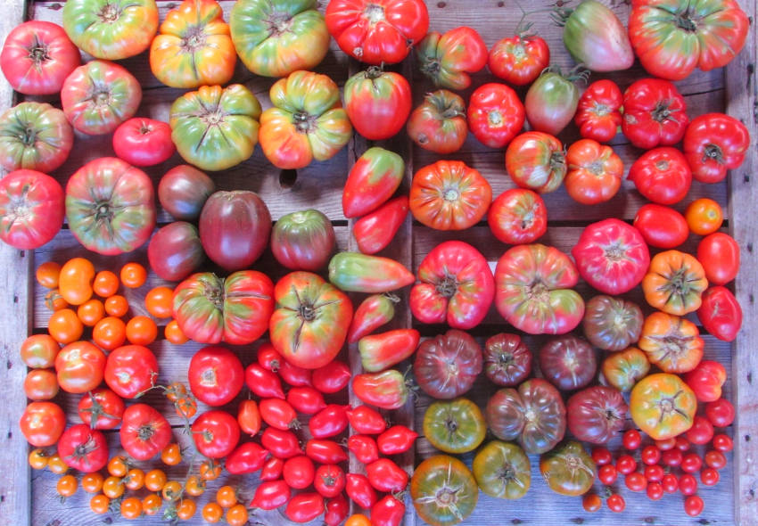 Heirloom tomatos diversity